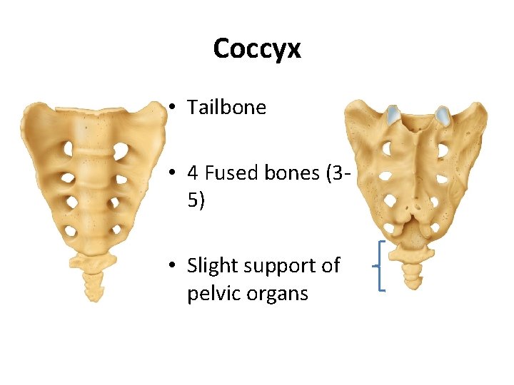 Coccyx • Tailbone • 4 Fused bones (35) • Slight support of pelvic organs