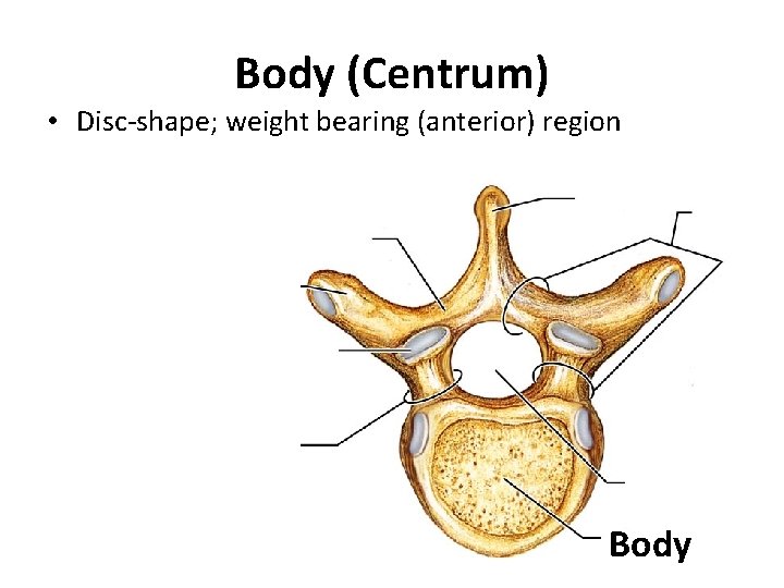 Body (Centrum) • Disc-shape; weight bearing (anterior) region Body 