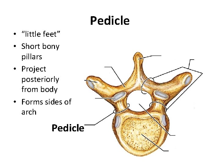  • “little feet” • Short bony pillars • Project posteriorly from body •