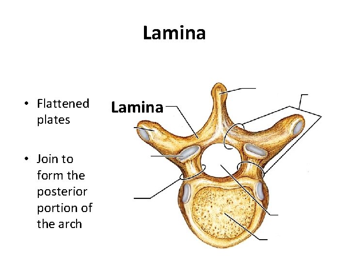 Lamina • Flattened plates • Join to form the posterior portion of the arch