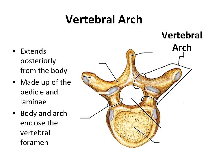 Vertebral Arch • Extends posteriorly from the body • Made up of the pedicle