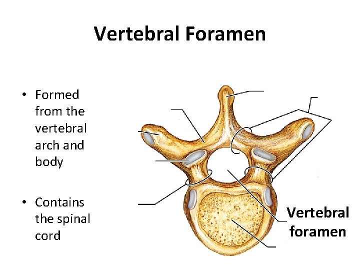 Vertebral Foramen • Formed from the vertebral arch and body • Contains the spinal