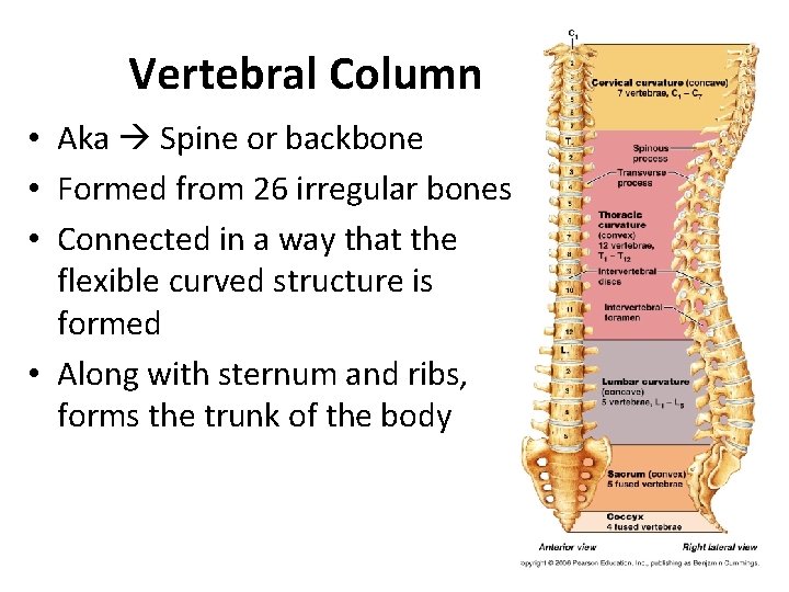 Vertebral Column • Aka Spine or backbone • Formed from 26 irregular bones •