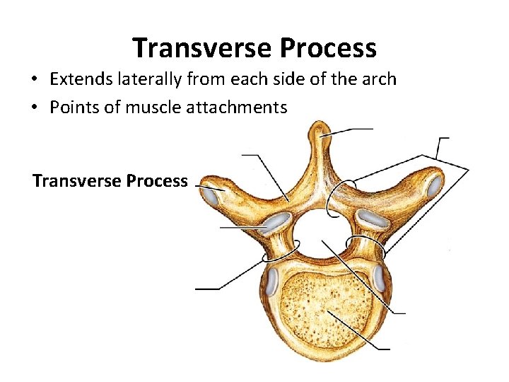 Transverse Process • Extends laterally from each side of the arch • Points of