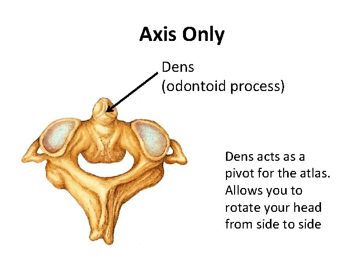 Axis Only Dens (odontoid process) Dens acts as a pivot for the atlas. Allows