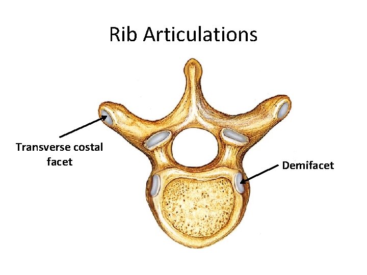Rib Articulations Transverse costal facet Demifacet 