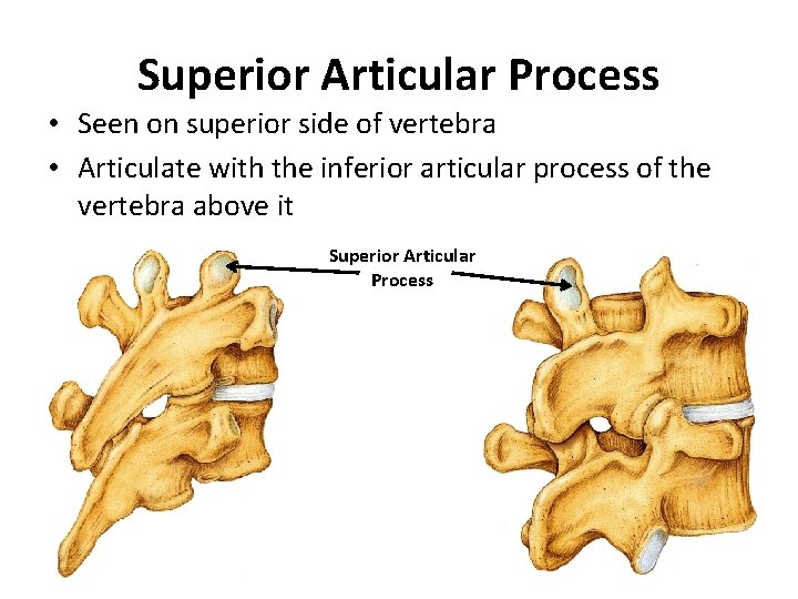 Superior Articular Process • Seen on superior side of vertebra • Articulate with the