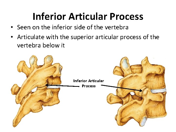 Inferior Articular Process • Seen on the inferior side of the vertebra • Articulate