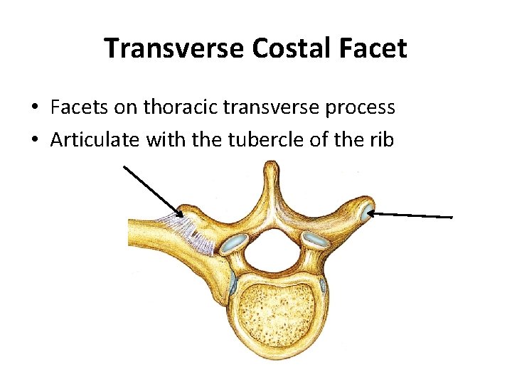 Transverse Costal Facet • Facets on thoracic transverse process • Articulate with the tubercle