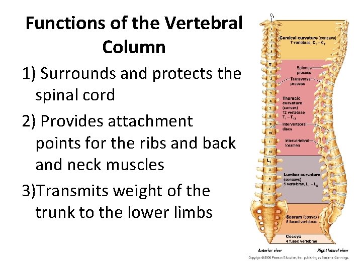 Functions of the Vertebral Column 1) Surrounds and protects the spinal cord 2) Provides