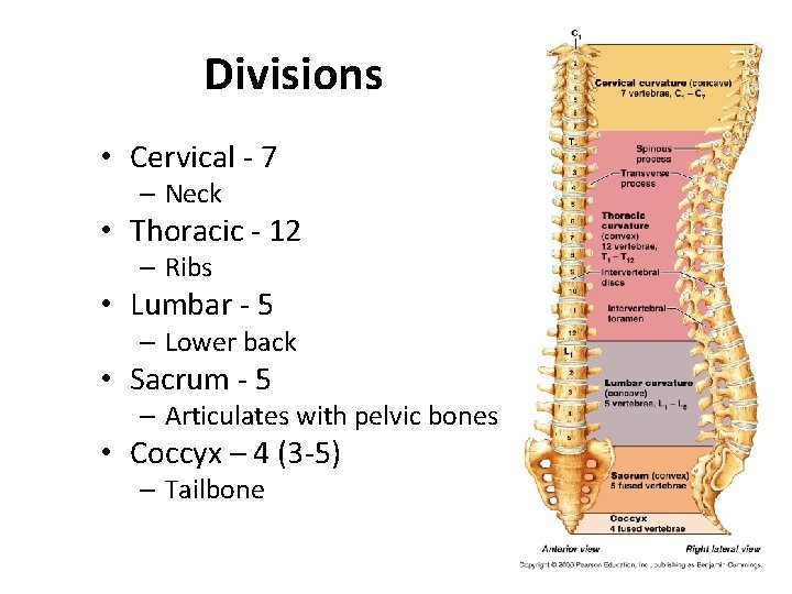 Divisions • Cervical - 7 – Neck • Thoracic - 12 – Ribs •
