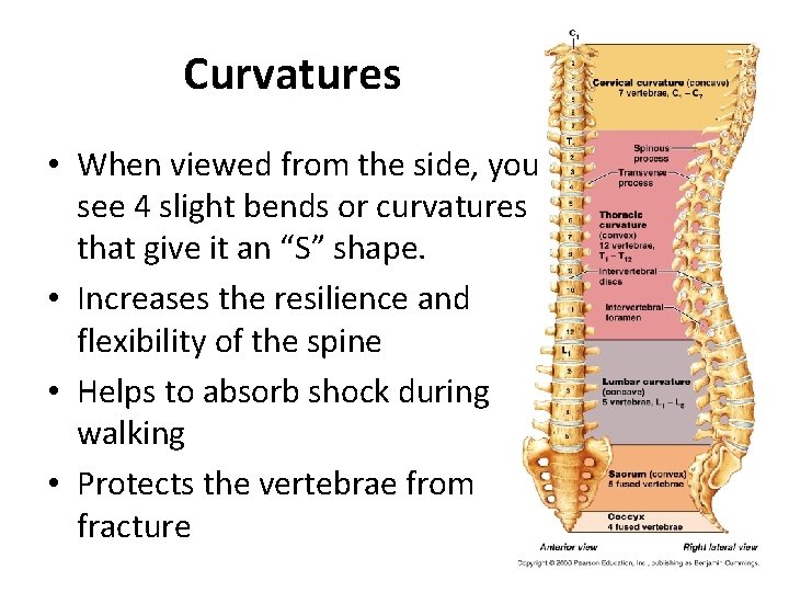 Curvatures • When viewed from the side, you see 4 slight bends or curvatures