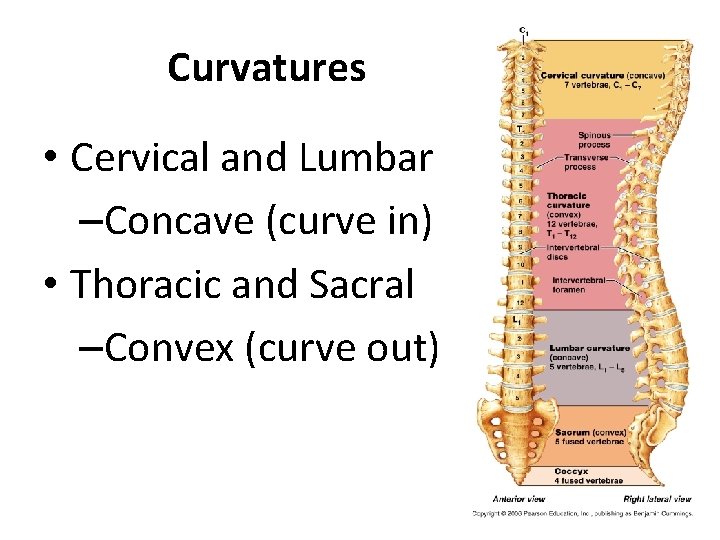 Curvatures • Cervical and Lumbar –Concave (curve in) • Thoracic and Sacral –Convex (curve