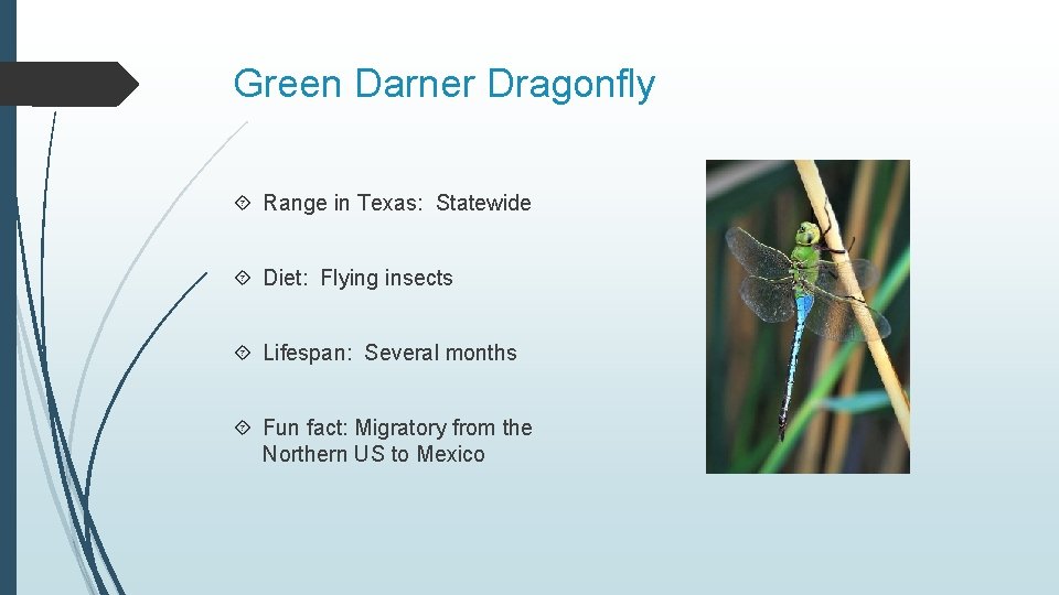 Green Darner Dragonfly Range in Texas: Statewide Diet: Flying insects Lifespan: Several months Fun