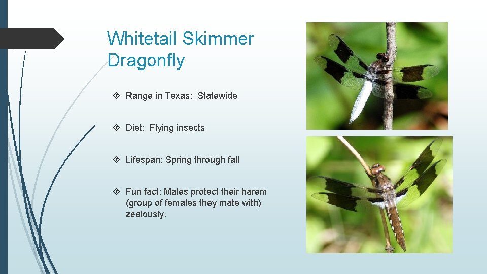 Whitetail Skimmer Dragonfly Range in Texas: Statewide Diet: Flying insects Lifespan: Spring through fall