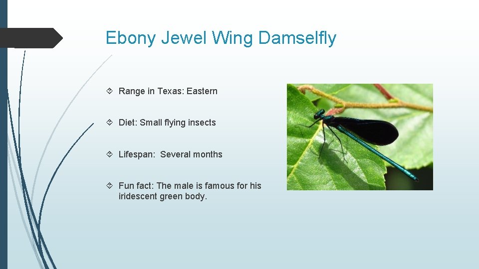 Ebony Jewel Wing Damselfly Range in Texas: Eastern Diet: Small flying insects Lifespan: Several