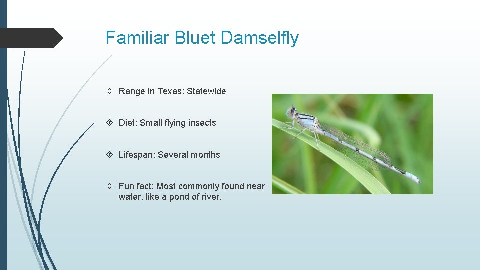 Familiar Bluet Damselfly Range in Texas: Statewide Diet: Small flying insects Lifespan: Several months