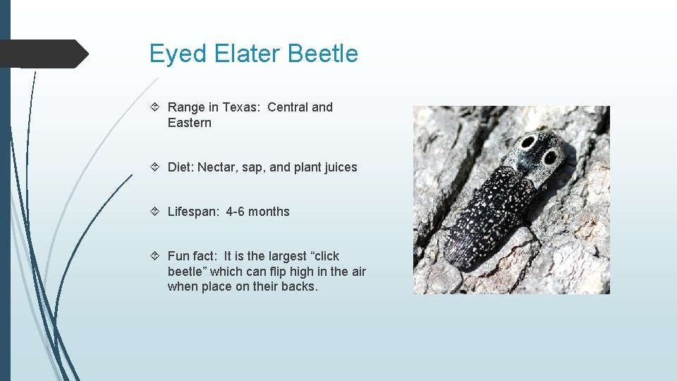 Eyed Elater Beetle Range in Texas: Central and Eastern Diet: Nectar, sap, and plant