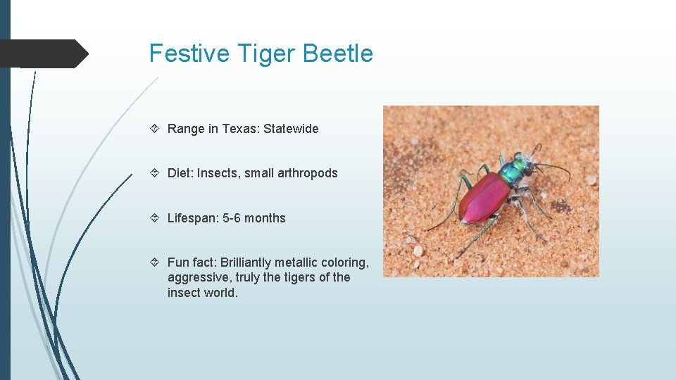 Festive Tiger Beetle Range in Texas: Statewide Diet: Insects, small arthropods Lifespan: 5 -6