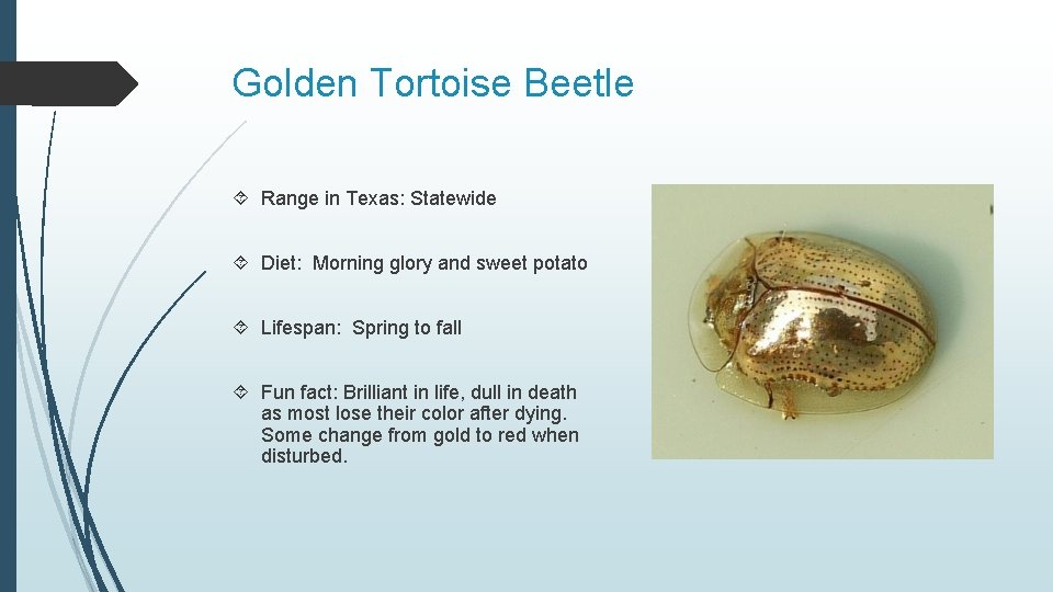 Golden Tortoise Beetle Range in Texas: Statewide Diet: Morning glory and sweet potato Lifespan: