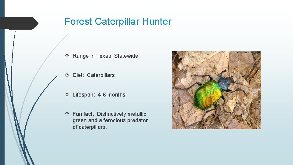 Forest Caterpillar Hunter Range in Texas: Statewide Diet: Caterpillars Lifespan: 4 -6 months Fun