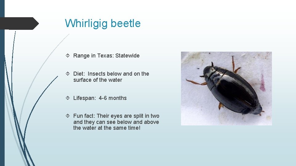 Whirligig beetle Range in Texas: Statewide Diet: Insects below and on the surface of