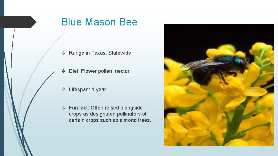 Blue Mason Bee Range in Texas: Statewide Diet: Flower pollen, nectar Lifespan: 1 year