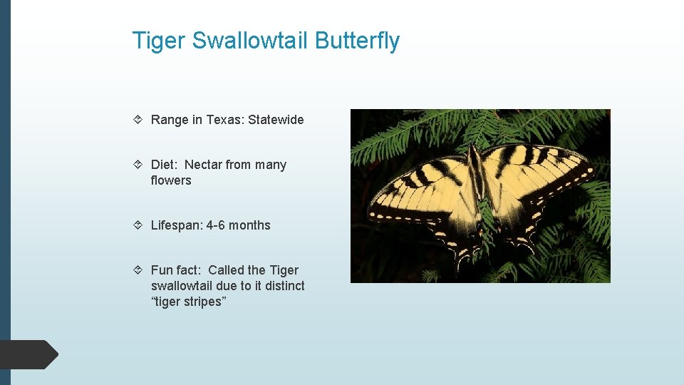 Tiger Swallowtail Butterfly Range in Texas: Statewide Diet: Nectar from many flowers Lifespan: 4