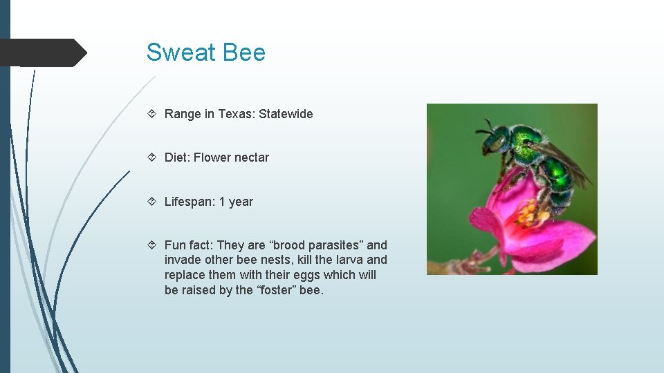 Sweat Bee Range in Texas: Statewide Diet: Flower nectar Lifespan: 1 year Fun fact: