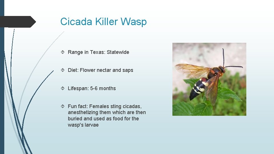 Cicada Killer Wasp Range in Texas: Statewide Diet: Flower nectar and saps Lifespan: 5