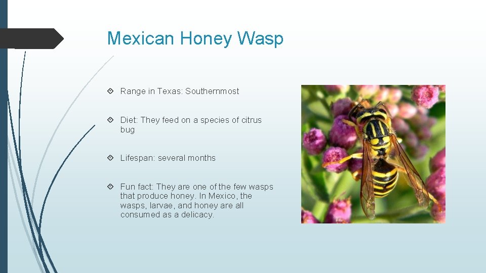 Mexican Honey Wasp Range in Texas: Southernmost Diet: They feed on a species of