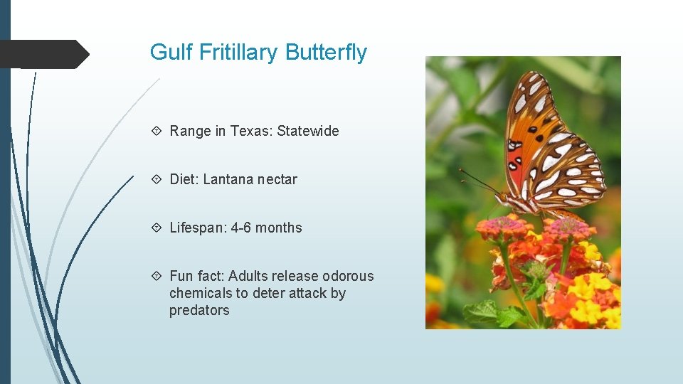 Gulf Fritillary Butterfly Range in Texas: Statewide Diet: Lantana nectar Lifespan: 4 -6 months