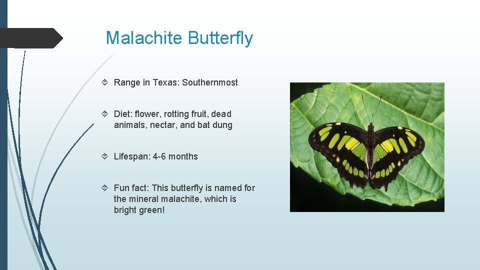 Malachite Butterfly Range in Texas: Southernmost Diet: flower, rotting fruit, dead animals, nectar, and