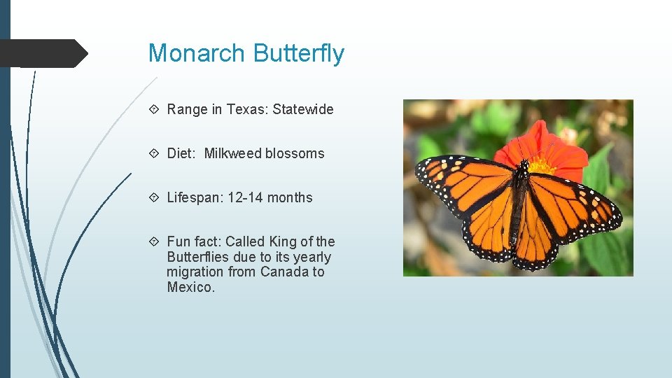 Monarch Butterfly Range in Texas: Statewide Diet: Milkweed blossoms Lifespan: 12 -14 months Fun