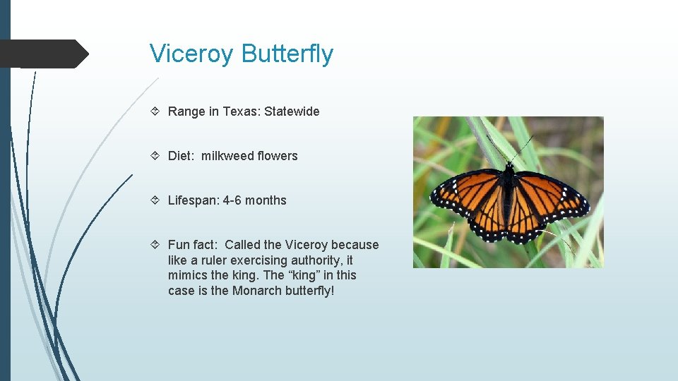 Viceroy Butterfly Range in Texas: Statewide Diet: milkweed flowers Lifespan: 4 -6 months Fun