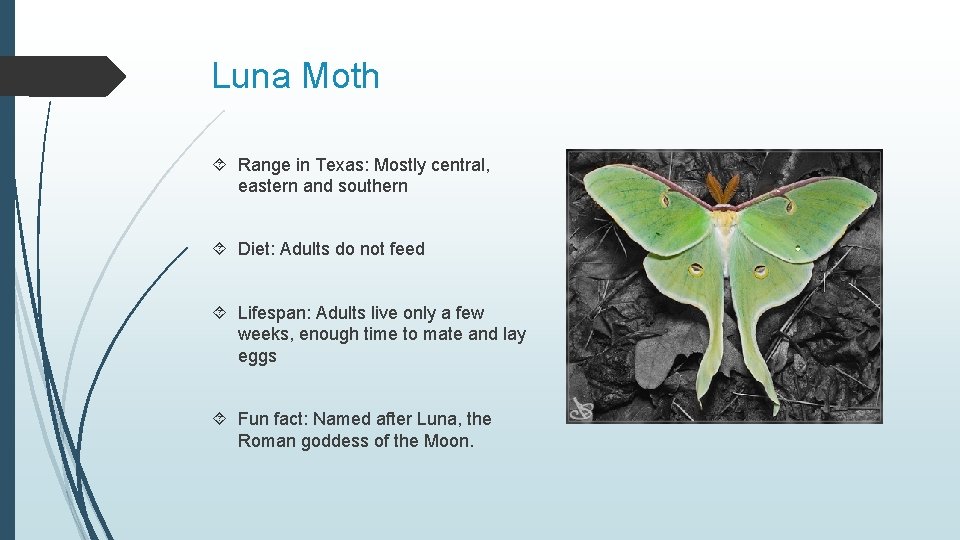 Luna Moth Range in Texas: Mostly central, eastern and southern Diet: Adults do not