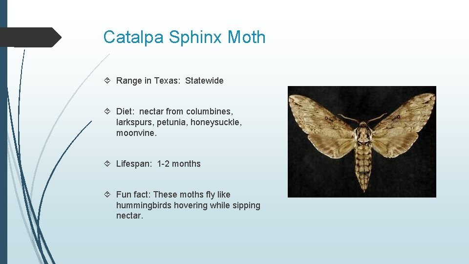 Catalpa Sphinx Moth Range in Texas: Statewide Diet: nectar from columbines, larkspurs, petunia, honeysuckle,