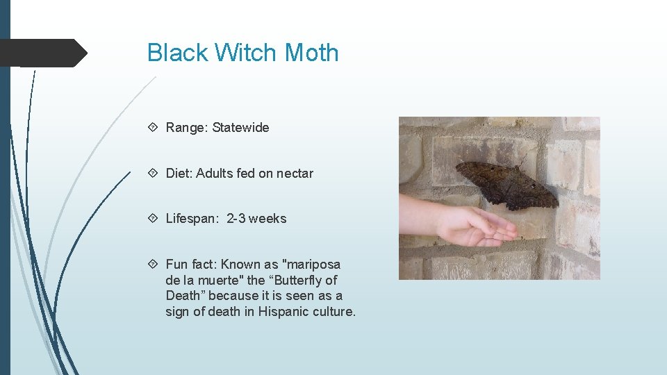 Black Witch Moth Range: Statewide Diet: Adults fed on nectar Lifespan: 2 -3 weeks