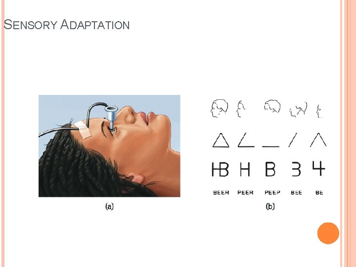 SENSORY ADAPTATION SENSORY ADAPTATION