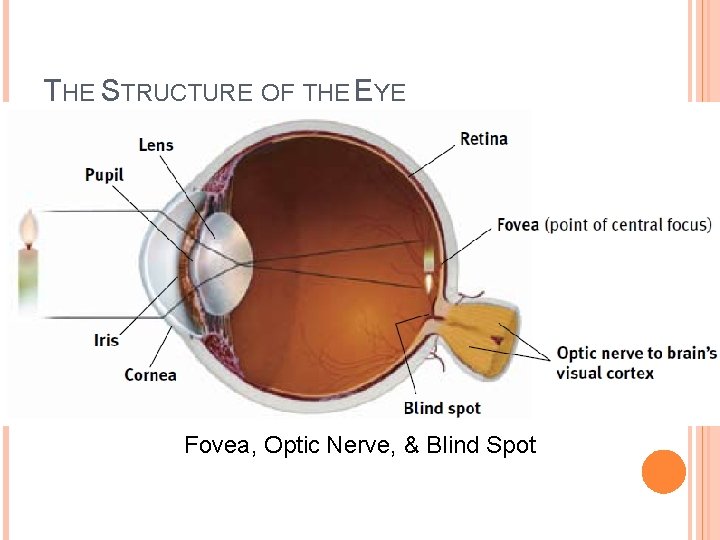 THE STRUCTURE OF THE EYE Fovea, Optic Nerve, & Blind Spot 
