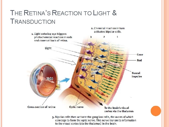 THE RETINA’S REACTION TO LIGHT & TRANSDUCTION 