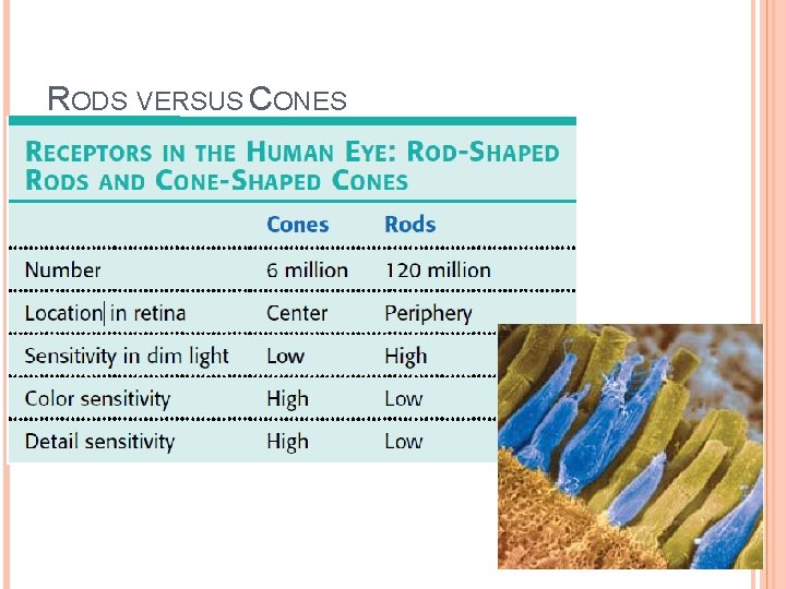 RODS VERSUS CONES 