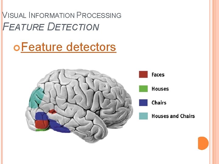 VISUAL INFORMATION PROCESSING FEATURE DETECTION Feature detectors 