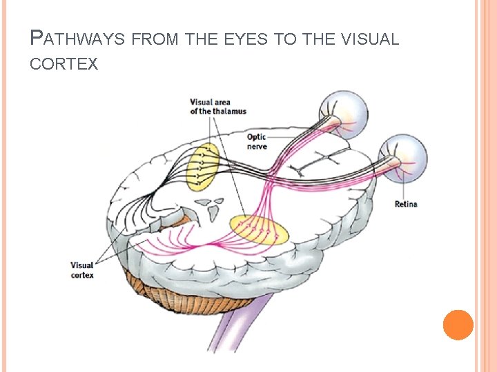 PATHWAYS FROM THE EYES TO THE VISUAL CORTEX 