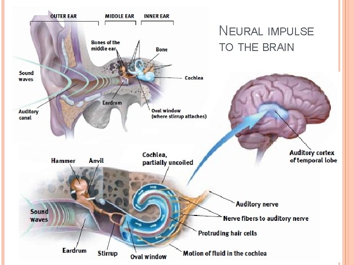 NEURAL IMPULSE TO THE BRAIN NEURAL IMPULSE TO THE BRAIN