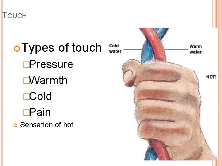 TOUCH Types of touch �Pressure �Warmth �Cold �Pain Sensation of hot 