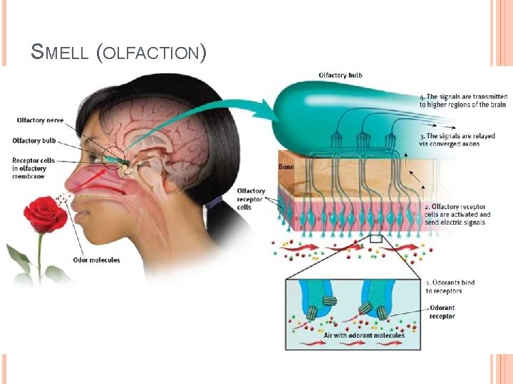 SMELL (OLFACTION) SMELL (OLFACTION)