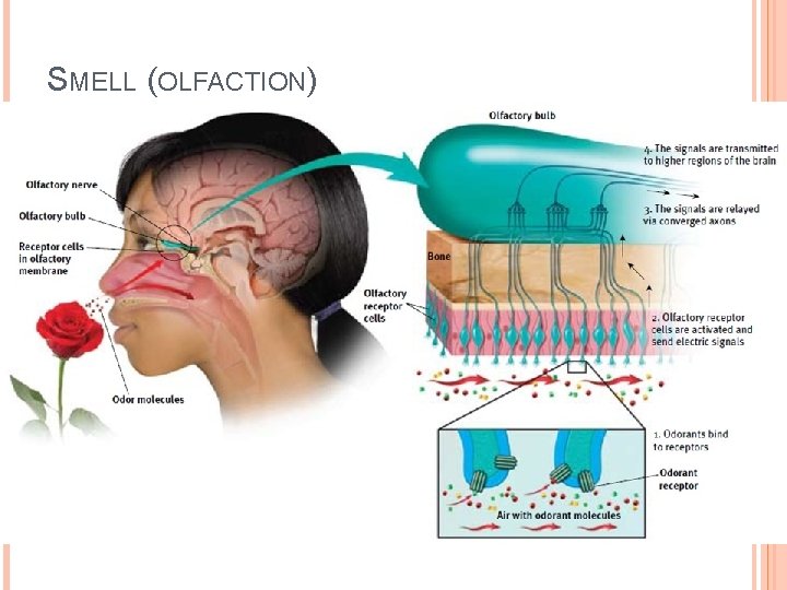 SMELL (OLFACTION) 