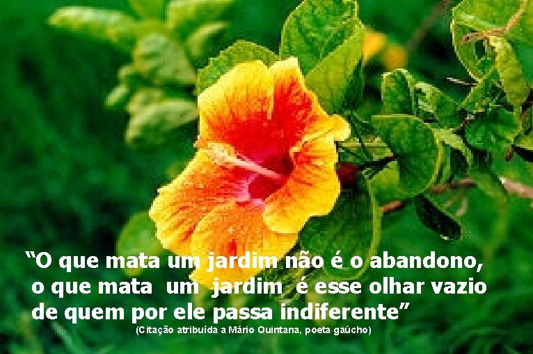 “O que mata um jardim não é o abandono, o que mata um jardim