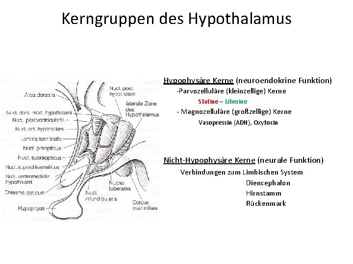 Kerngruppen des Hypothalamus Hypophysäre Kerne (neuroendokrine Funktion) -Parvozelluläre (kleinzellige) Kerne Statine – Liberine -